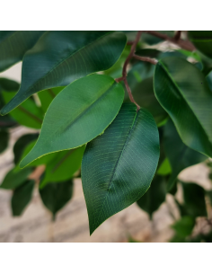 Planta Artificial Ficus Bejamina 173 Cm 91327 Greenland 2