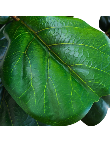 Planta Artificial Ficus 150 Lyrata 90343 Greenland