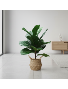 Planta Artificial Ficus Pandurata 55 Cm 22158 Greenland 2