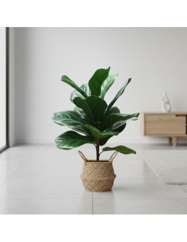 Planta Artificial Ficus Pandurata 55 Cm 22158 Greenland