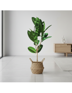 Planta Artificial Ficus Elastica 96 Cm 23949 Greenland 2