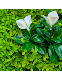 Jardin Vertical Artificial Qx2003 Flor Blanca 1m X 1m Greenland 2