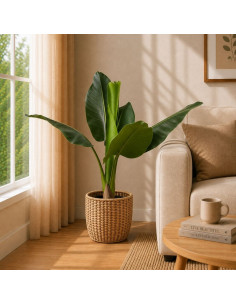 Planta Artificial Bananero 87 Cm 25773 Greenland